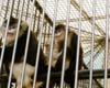 captive monkeys