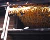 drying corn on the cob
